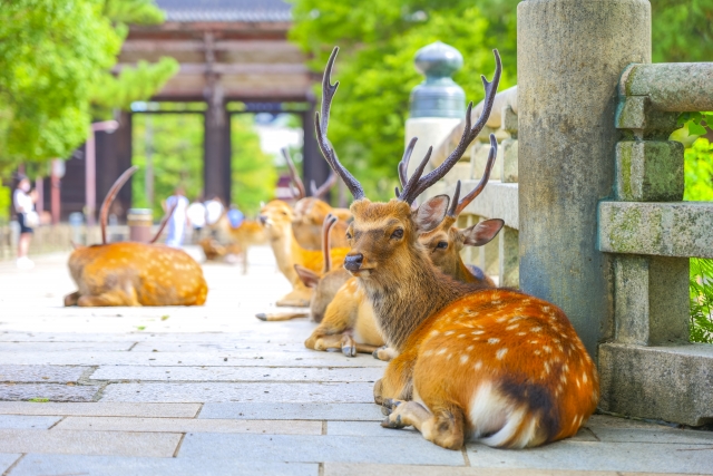 奈良市